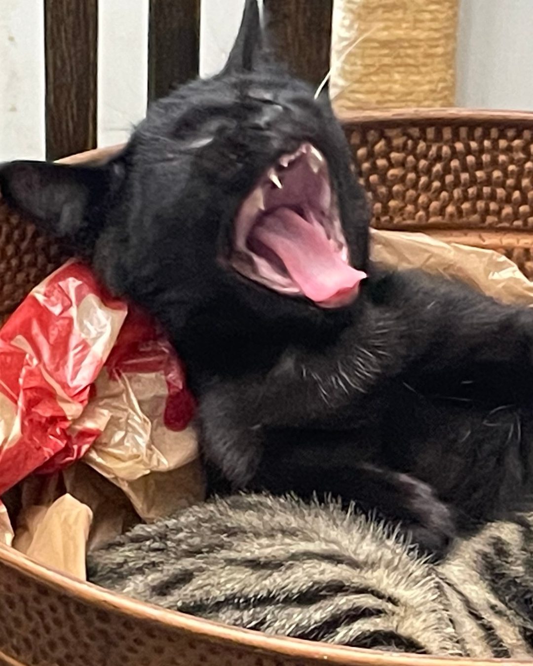 Yawny Cats